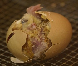 яйцо, цыпленок